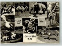 W3000 Hannover Eisbären Zebras Elefanten Giraffen Affen Kamele Zoo Foto AK