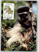 Grüne Meerkatze Sondermarke Affe Foto AK