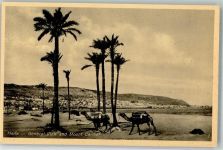 Haifa Foto AK Mount Carmel Kamele