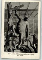 Wien 1. Bezirk, Innere Stadt Gorilla Naturhistorisches Staatsmuseum Affe