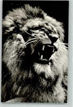 Budapest Raubkatze Zoo Löwe 1960 Foto AK