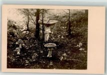 Fliegenpilz Pilz Foto AK