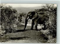 Kruger National Park Artco Nr.513 Elefant Foto AK