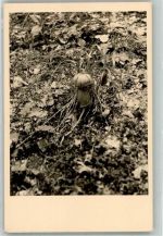 Pilz Foto AK