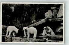 W2000 Stellingen Eisbären Zoo 1937