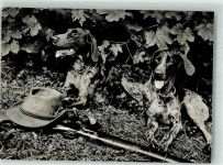 Deutsche Kurzhaar Vorstehhunde Flinte Fernglas Jagdhund Foto AK