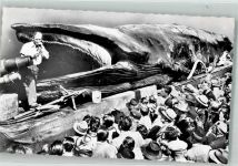 Jonah the giant whale Wal Foto AK