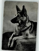 Neugieriger Blick Schäferhund Foto AK