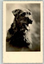Verlag NPG 857 Terrier Großer Hund 1933 Foto AK