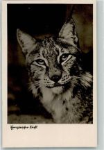 O4002 Halle Saale Europäischer Luchs Zoo