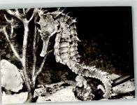 Kronen Seepferdchen Tierkalender 1983 Meerestier Foto AK