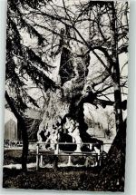 93444 W8493 Ried a Haidstein, a See Foto AK Die 1000jährige Wolframslinde