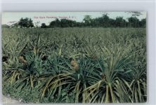 Port of Spain - Annanas Plantage