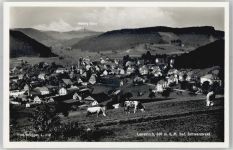 79853 W7825 Lenzkirch - Feldberg, Kühe