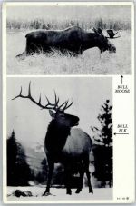 Elch Bull Moose Bull Elk