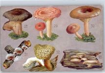 Pilz