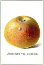 Goldrenette von Blenheim Apfel Frucht, Gemüse