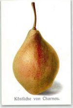 Köstliche von Charneu Birne Frucht, Gemüse