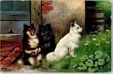 3 Hunde sign. Sch.A. Hund Künstlerkarte