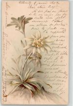 Edelweiss Alpenflora