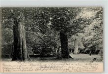 26340 W2932 Neuenburg , Kr Friesl 1906 - Urwald alter Baum