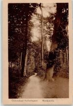 23746 W2436 Kellenhusen Ostsee - Waldpartie