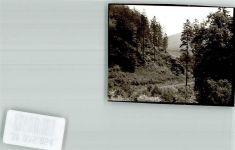 38685 W3394 Wolfshagen im Harz - Dölbetal Foto Original aus Archiv eines Ansichtskartenverlages