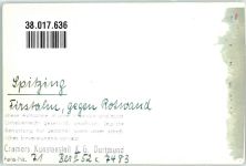 83727 W8162 Obere Firstalm FOTO KEINE AK Firstalm Winter Ort handschriftlich Foto Original aus Archiv eines Ansichtskartenverlages