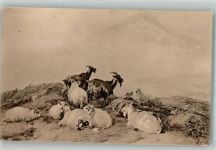 sign. Cooper, Sidney Landscape with Sheep and Goats Ziege Künstlerkarte