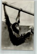 Weiblicher Orangutan Zoo Foto AK