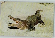 Krokodil Foto AK