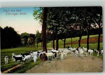 Aus dem Thüringer Wald Ziege