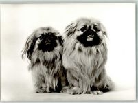 W7440 Nürtingen Pekinensenzucht in der Braike Pekinese Foto AK