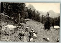 Kühe Gebr. Wehrli 9978 Hirte 1905