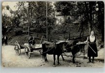 Rinder Tiergespann Gebrauchsspuren