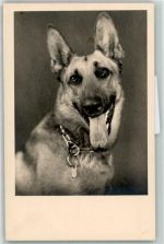 Schäferhund
