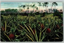 Pineapples Grove in Florida Landwirtschaft