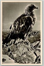 Steinadler AK Raubvogel Foto AK