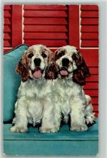 Große Augen AK Spaniel 1965 Gebrauchsspuren