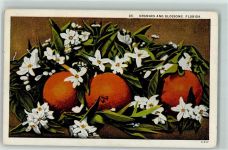Florida Oranges and Blossoms Landwirtschaft AK Frucht, Gemüse