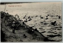 Amrum - Vogelkoje