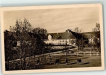 82441 W8115 Schwaiganger , Staffelsee - Bayerisches Stammgestüt Pferde