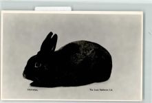 Kaninchnen Havana Hase Foto AK
