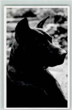 Dogge Privatfoto AK