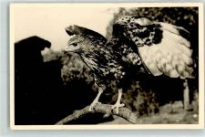 Habicht Vogel Privatfoto AK