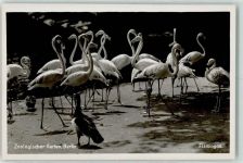 Flamingos Zoo