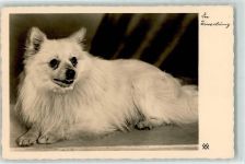 Spitz