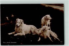 Golden Retriever Hund