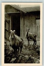 Wien 13. Bezirk, Hietzing Tharziege Himalaja Menagerie Schönbrunn Ziege