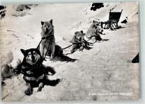 Polarhunde Jungfraujoch Hundeschlitten Foto AK